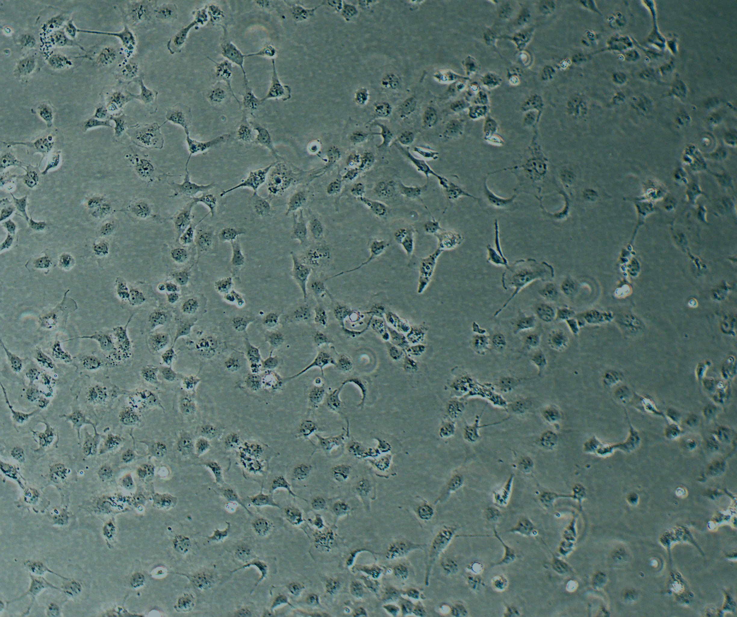 HLEC-SRA01/04 人晶状体上皮细胞